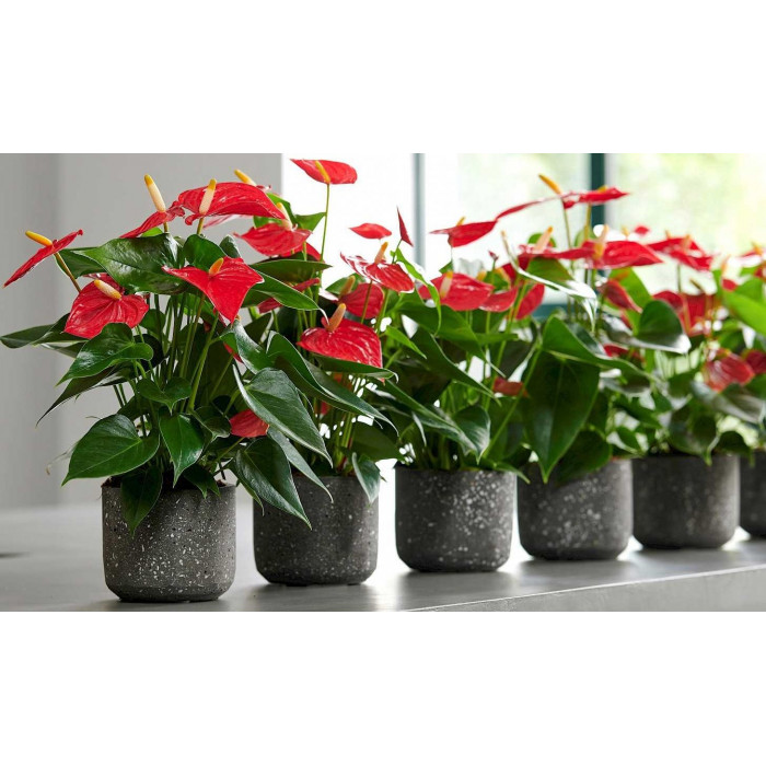 Антуриумы в Кокшетау