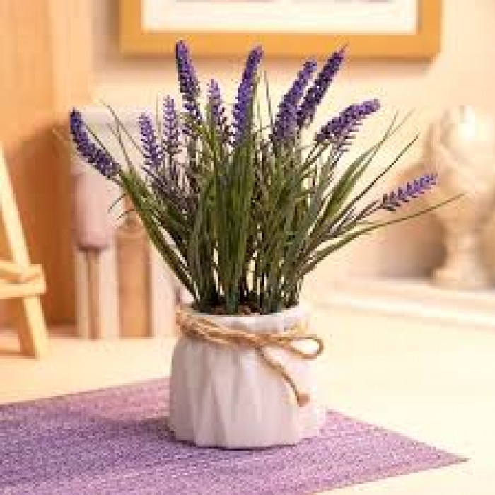 Лаванда в Кокшетау