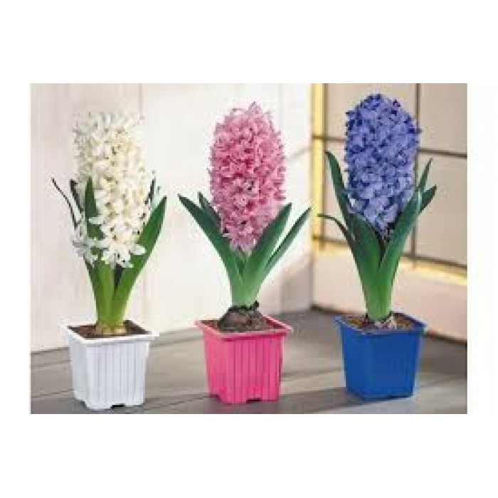 Гиацинты в Кокшетау