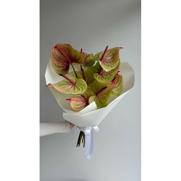 Антуриумы в Кокшетау