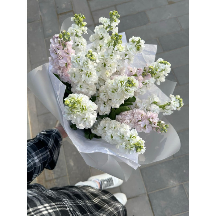 Маттиола в Кокшетау