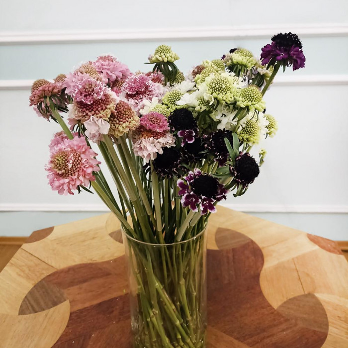 Скобиоза в Кокшетау