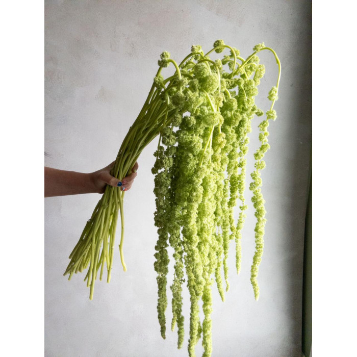 Амарантус в Кокшетау