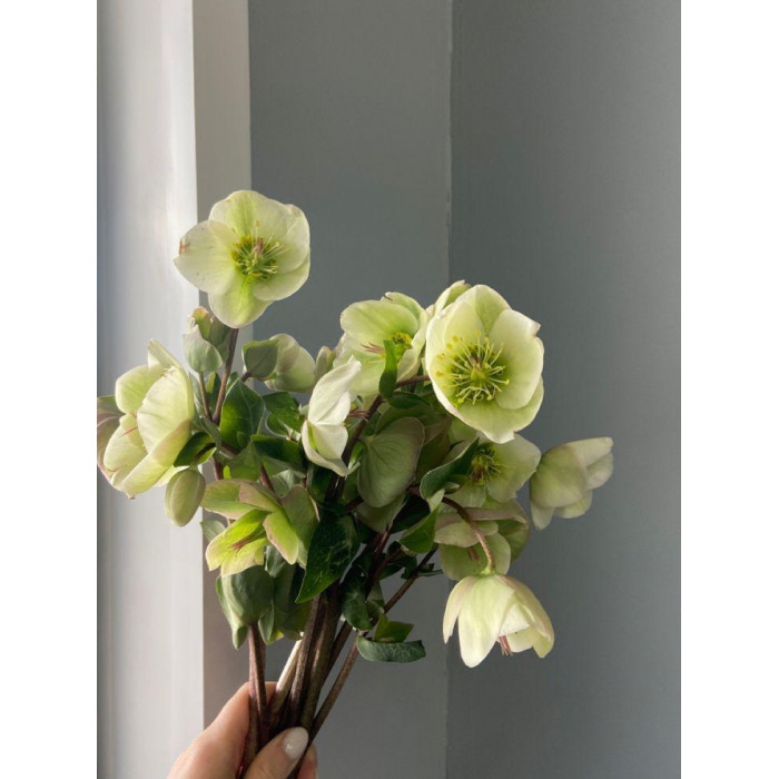 Хелеборус в Кокшетау