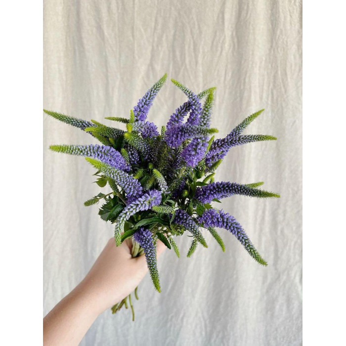 Вероника в Кокшетау