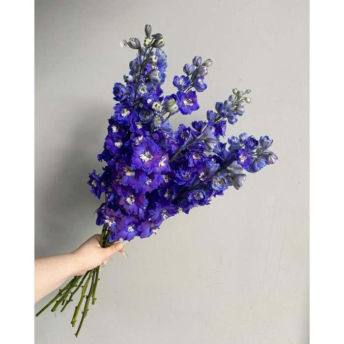 Делфиниум в Кокшетау