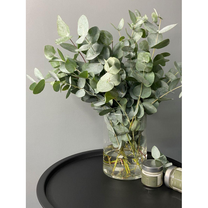 Эвкалипт в Кокшетау