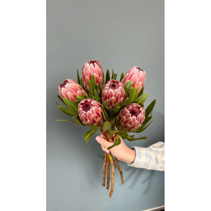 Протея в Кокшетау