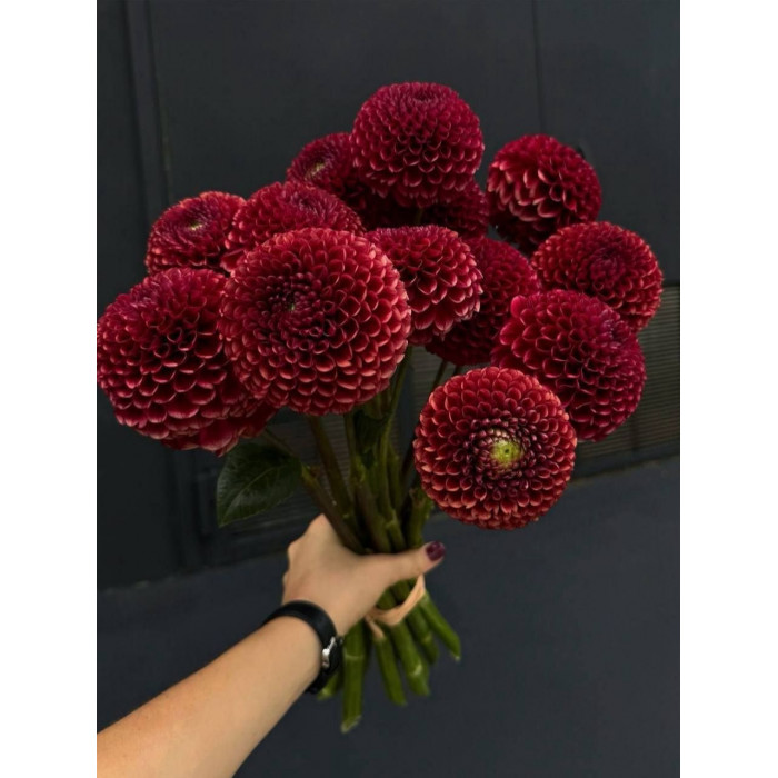 Георгины в Кокшетау