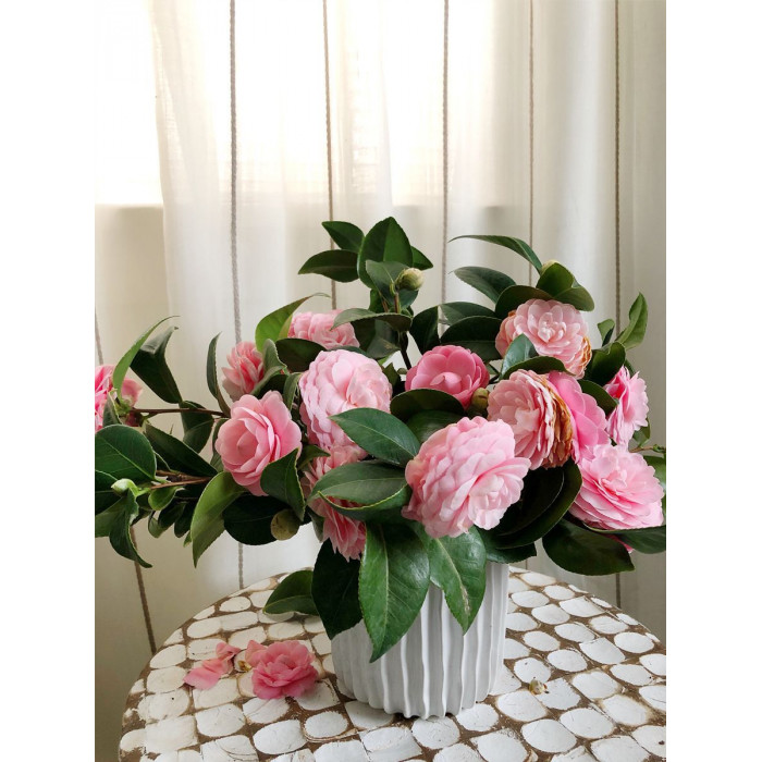 Камелия в Кокшетау