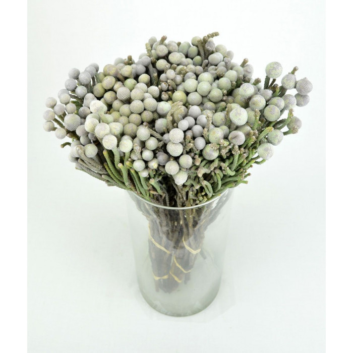 Бруния в Кокшетау