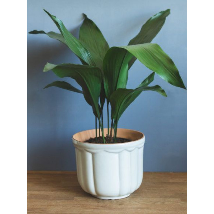 Аспидистра в Кокшетау