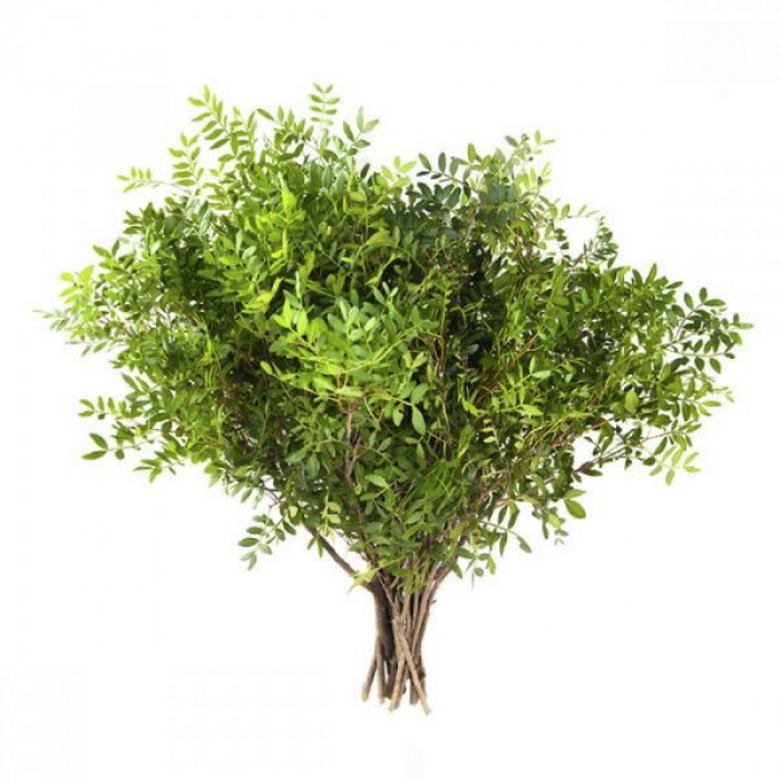 Писташ в Кокшетау