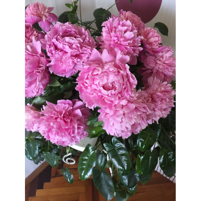 Пион древовидный в Кокшетау