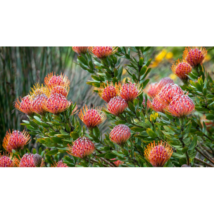 Леукоспермум в Кокшетау