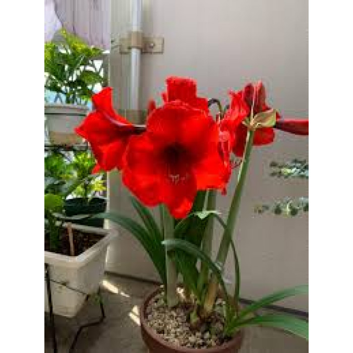 Амариллис в Кокшетау