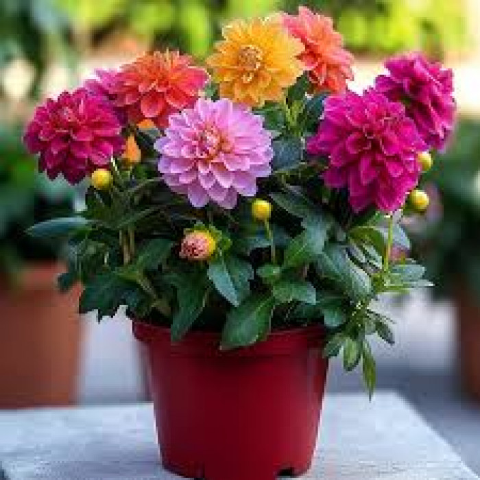 Георгины в Кокшетау