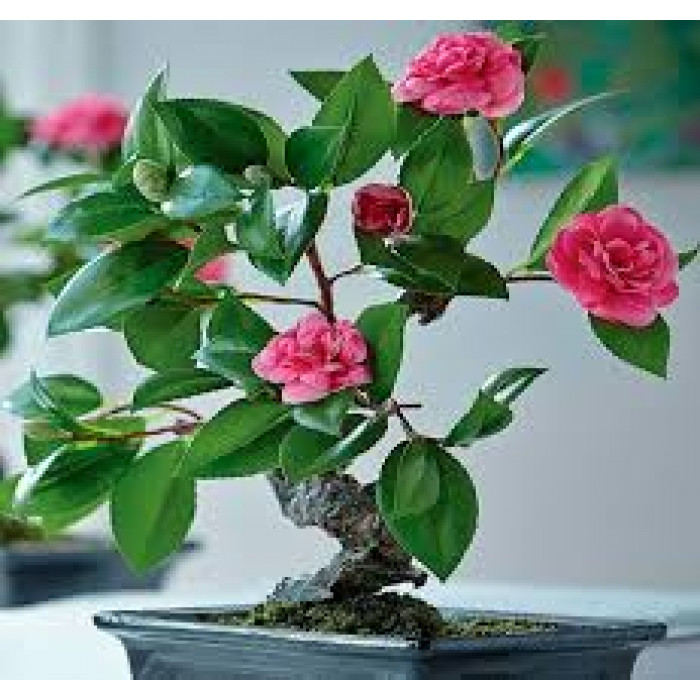 Камелия в Кокшетау