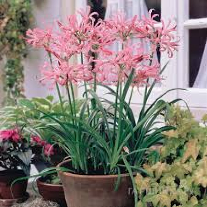 Нерине в Кокшетау