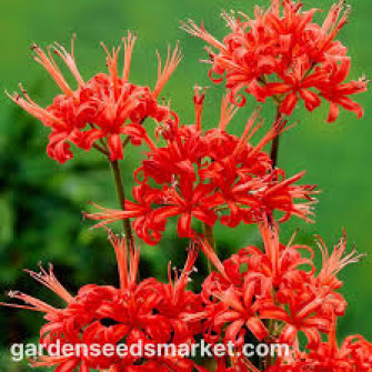 Красное нерине