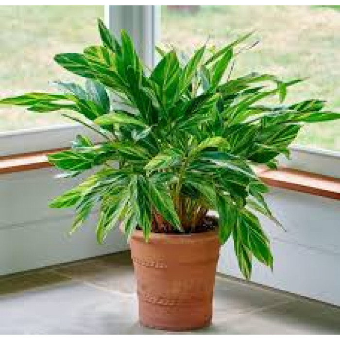 Альпиния в Кокшетау