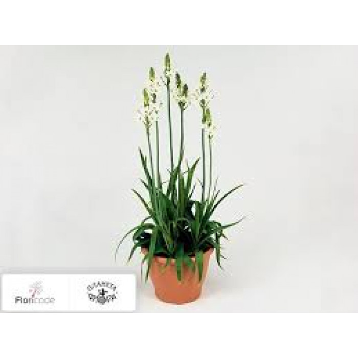 Орнитогалум в Кокшетау