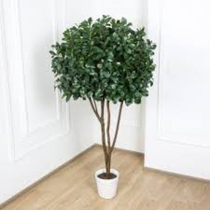 Рускус в Кокшетау